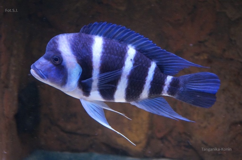 Cyphotilapia gibberosa 'Mtoto'